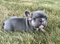 French Bulldog