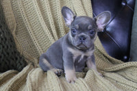 French Bulldog 