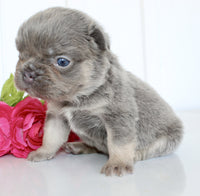 Fluffy French Bulldog