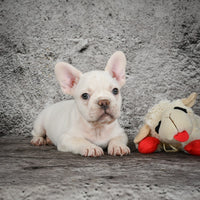 French Bulldog
