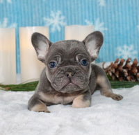 French Bulldog