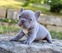 French Bulldog