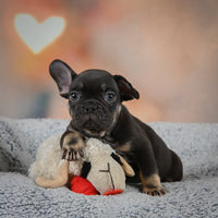 French Bulldog