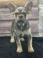 French Bulldog