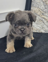 Fluffy French Bulldog