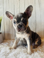 French Bulldog