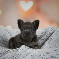 Fluffy French Bulldog