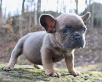 French Bulldog