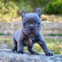 French Bulldog 