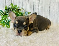 French Bulldog