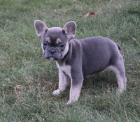 French Bulldog