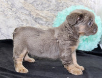 Fluffy French Bulldog