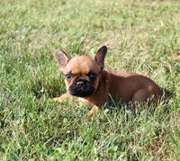 French Bulldog