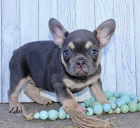 French Bulldog