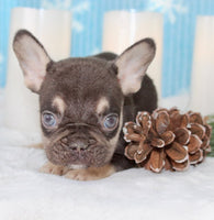 French Bulldog
