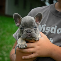  French Bulldog