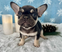 French Bulldog