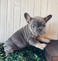 French Bulldog