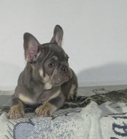 French Bulldog