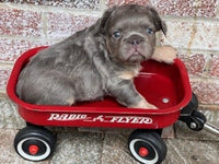 Fluffy French Bulldog