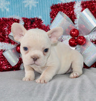 French Bulldog