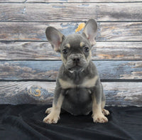 French Bulldog