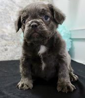 Fluffy French Bulldog