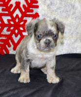 Fluffy French Bulldog