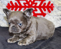 Fluffy French Bulldog