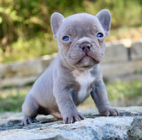 French Bulldog