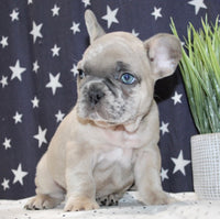 French Bulldog 