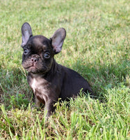 French Bulldog