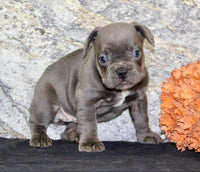 French Bulldog