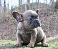 French Bulldog