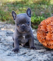 French Bulldog 
