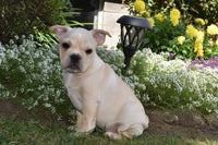 French Bulldog
