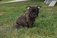 French Bulldog