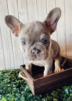 French Bulldog