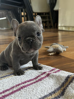 French Bulldog