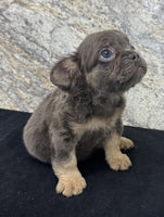 Fluffy French Bulldog