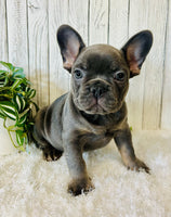 French Bulldog