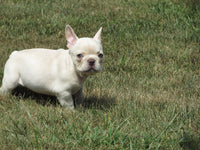 French Bulldog 
