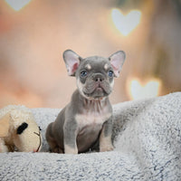 French Bulldog