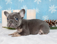 French Bulldog