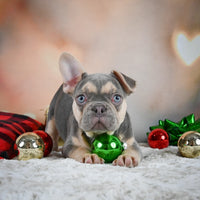  French Bulldog