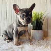 French Bulldog