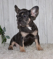 French Bulldog