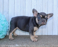 French Bulldog