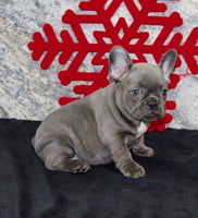 French Bulldog