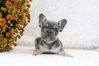 Fluffy French Bulldog